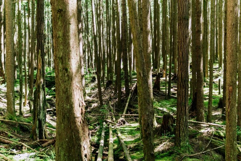 a picture taken of a forest of very tall trees