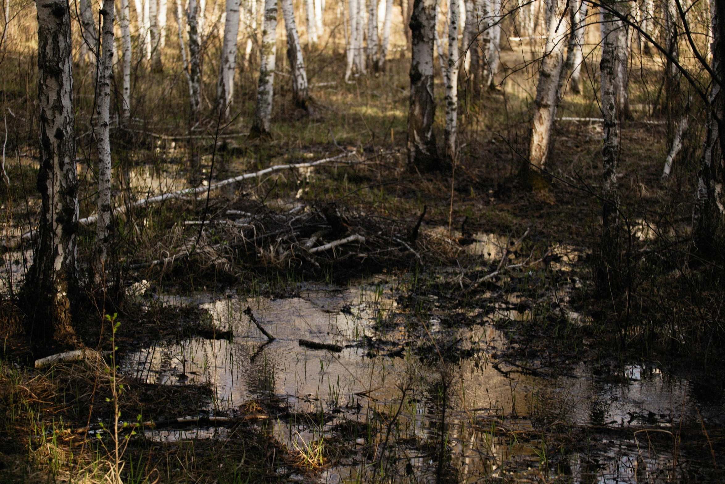 a swampy area with dles of water, trees and weeds