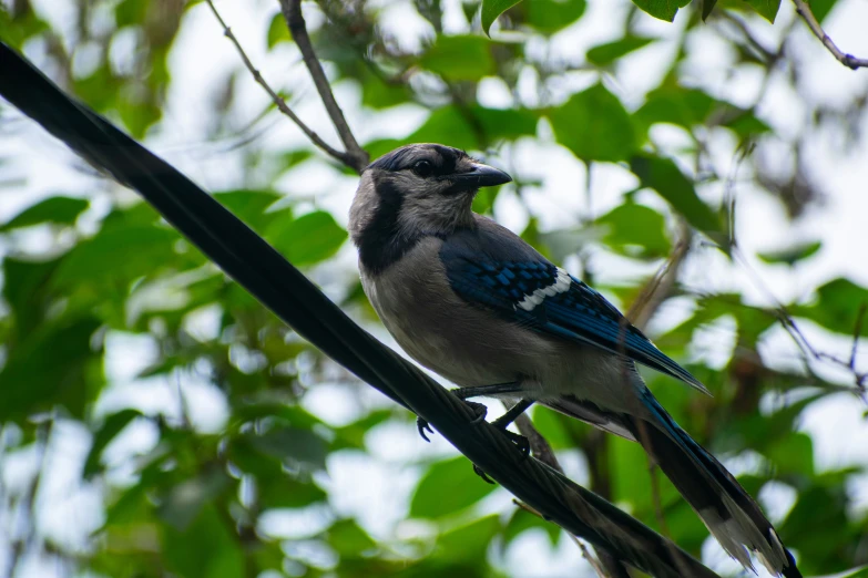 a blue bird on a thin nch in front of some leaves