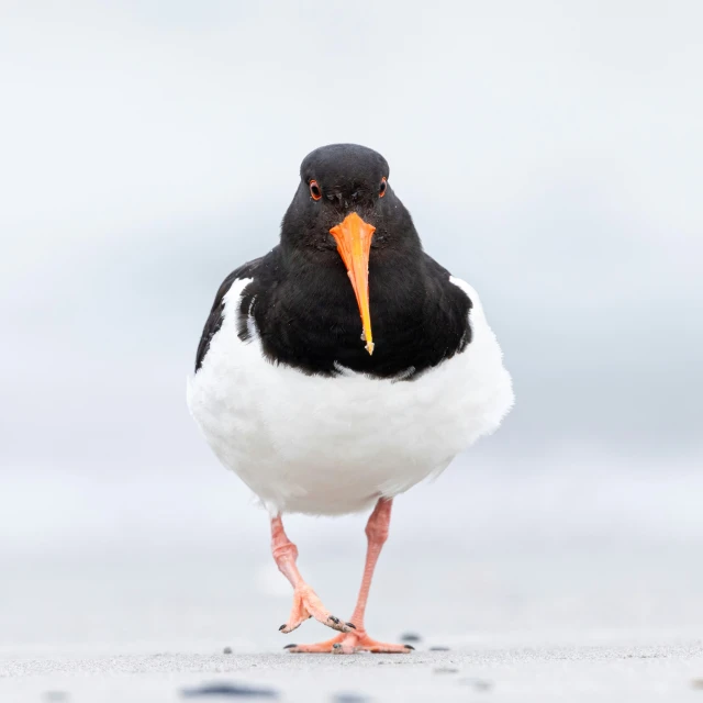 a small black and white bird with a orange beak