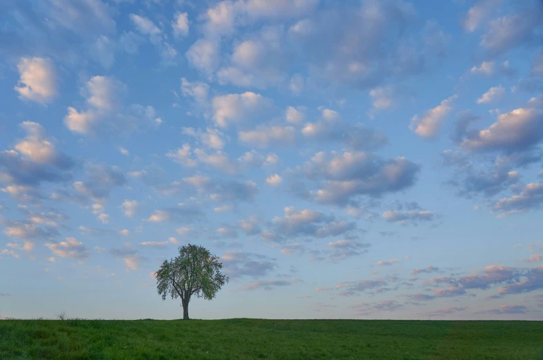 a lone tree stands alone in a large grassy field