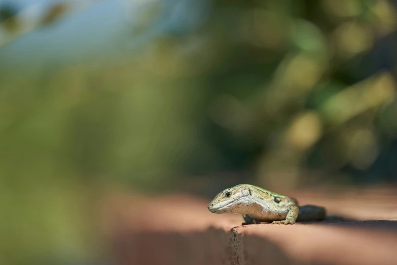 a small lizard sitting on the brick wall