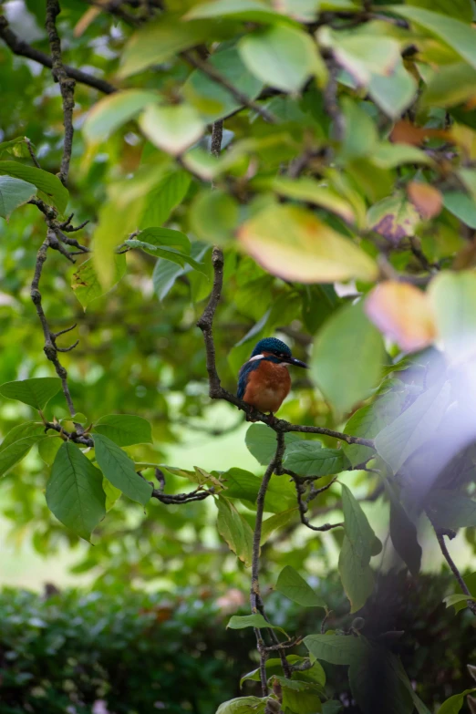 a bird perched on a nch in the middle of trees