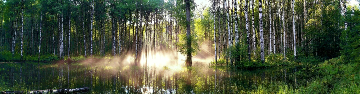 a misty picture of sunlight streaming through the trees