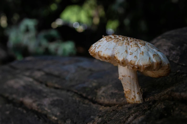 there is a very small mushroom on the ground