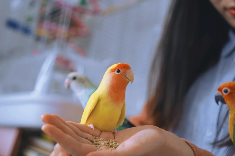 two orange yellow green and white birds in palm