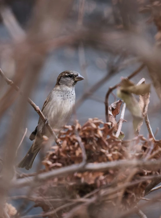 there is a bird that is on the nch of a tree