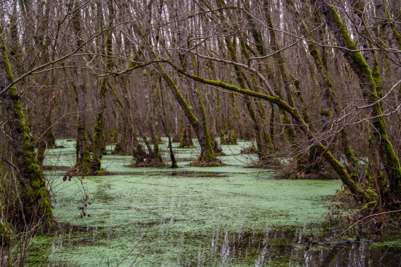 a swamp area with a couple of trees and bushes