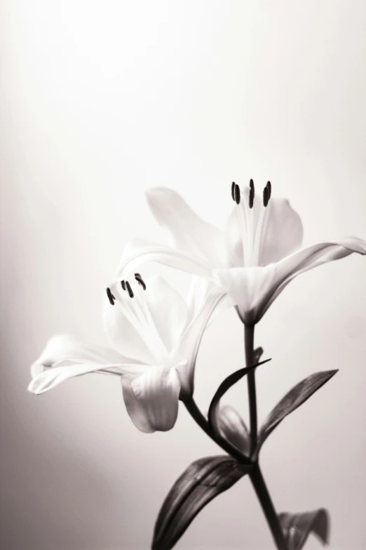 a po of flowers on a table next to a wall