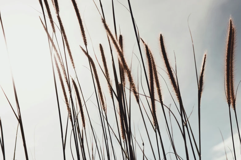 some tall grass in the sun on a cloudy day