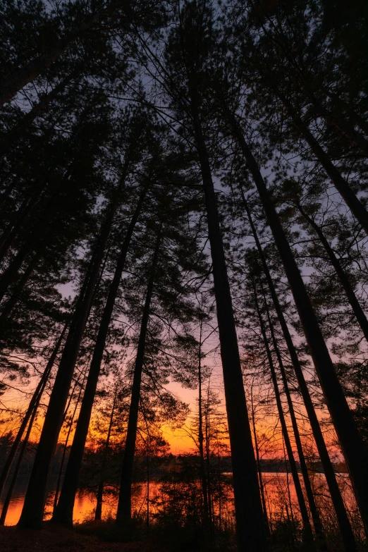 the sun shines through trees on the shore of a lake