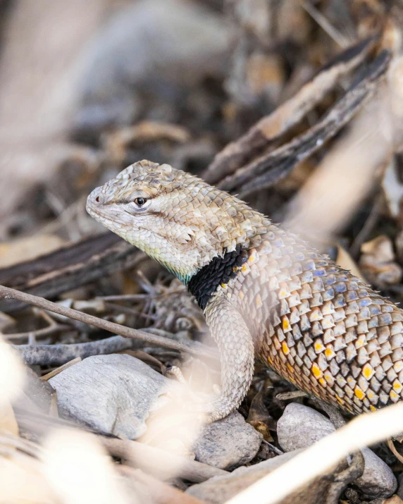 a lizard sits in the bushes near some rocks