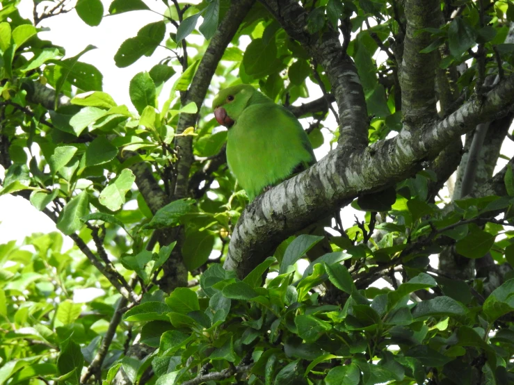 a green parrot sitting in a tree next to leaves