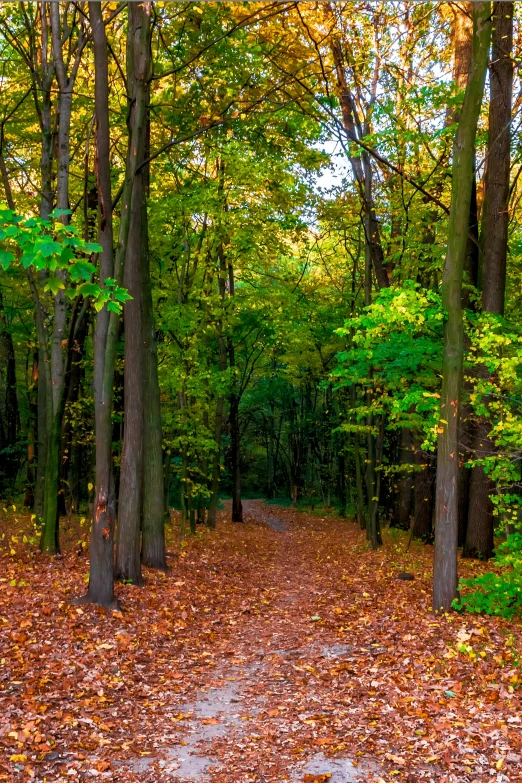 a wooden walkway surrounded by trees and fallen leaves