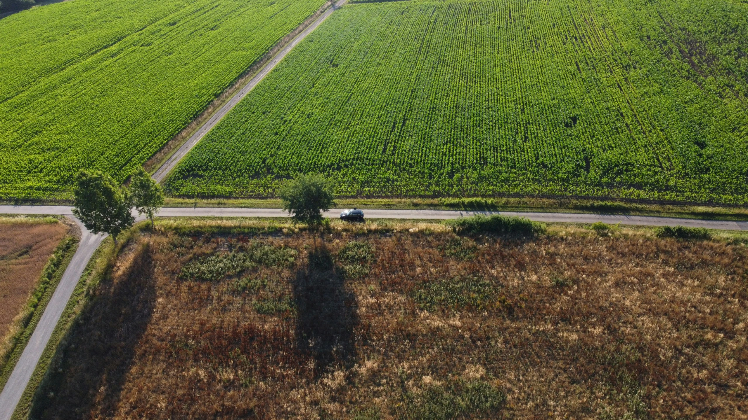 a field with trees, bushes, roads and buildings