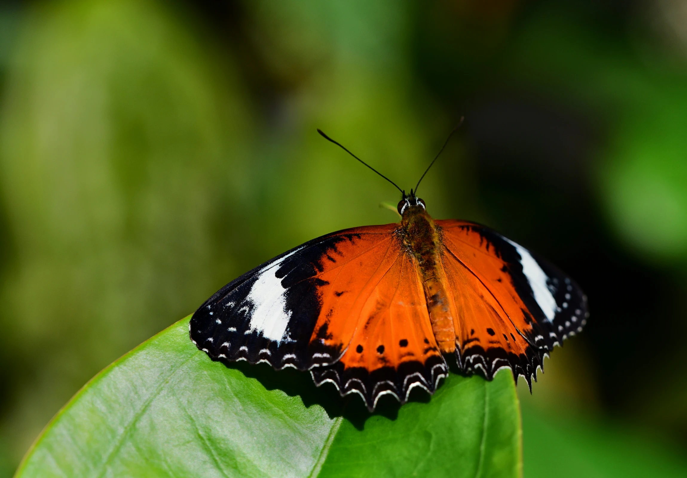 a erfly that is sitting on a leaf