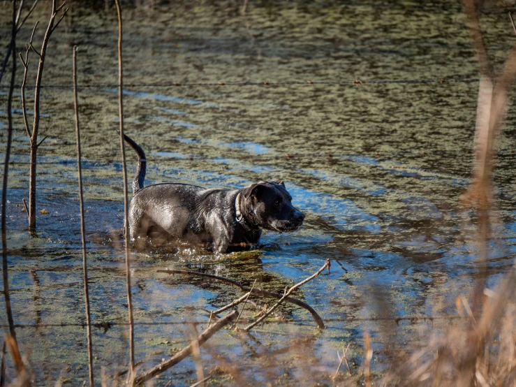 the wet dog is walking through the shallow water