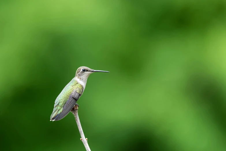 a small humming bird is on top of a nch