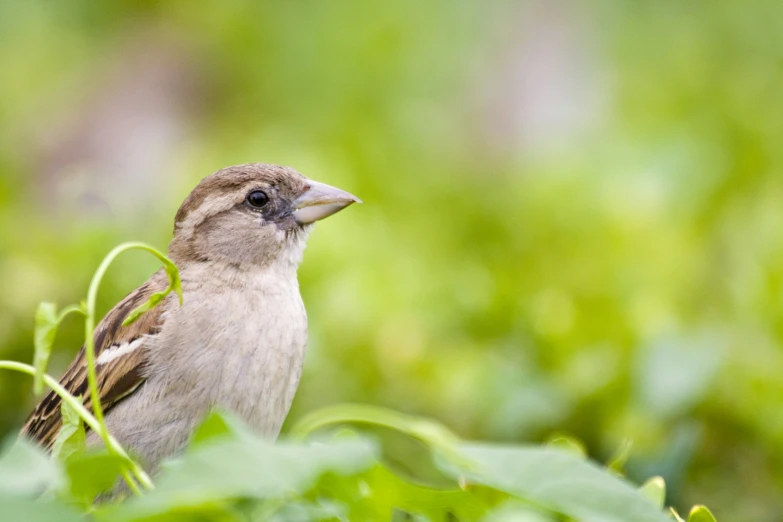 there is a small bird perched in the leaves