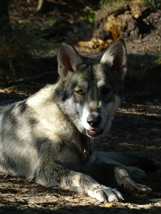 a wolf is laying down in the shade