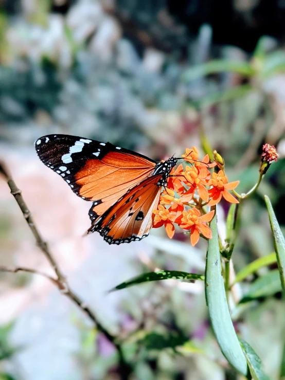 there is a large orange and black erfly sitting on the orange flower