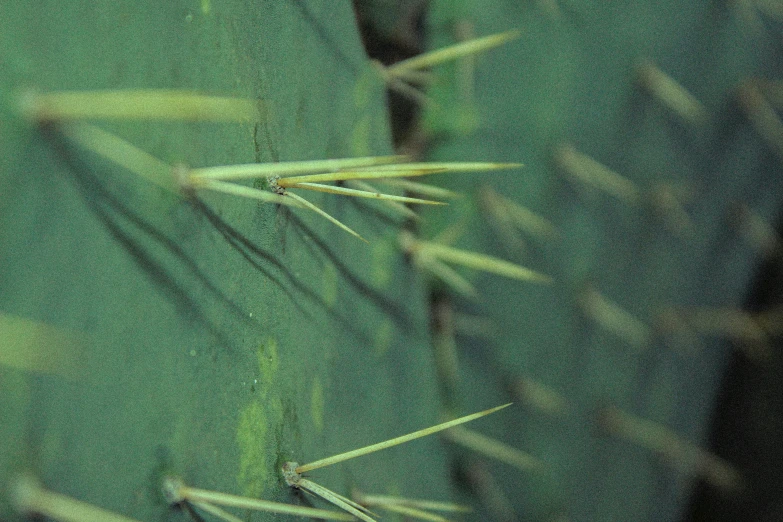 green background with plants and leaves in it