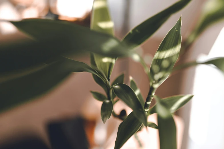 the back end of a plant with only small leaves