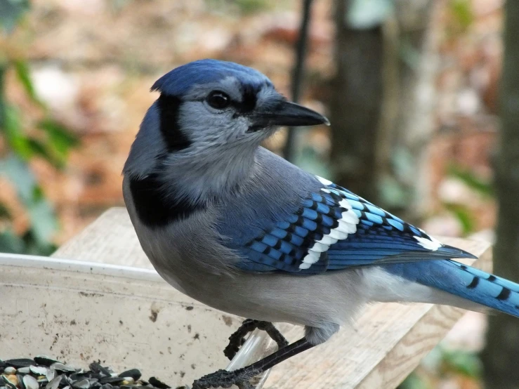 a blue jay sitting on a bird feeder