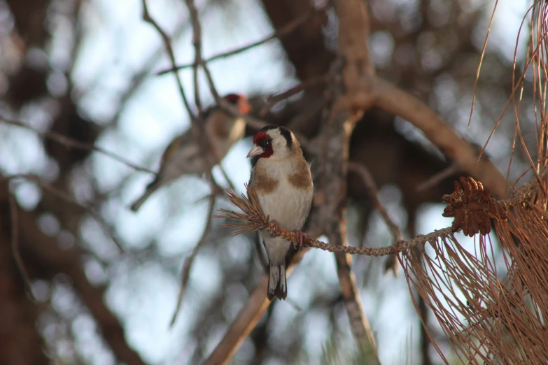 two birds perched on nches next to tree limbs