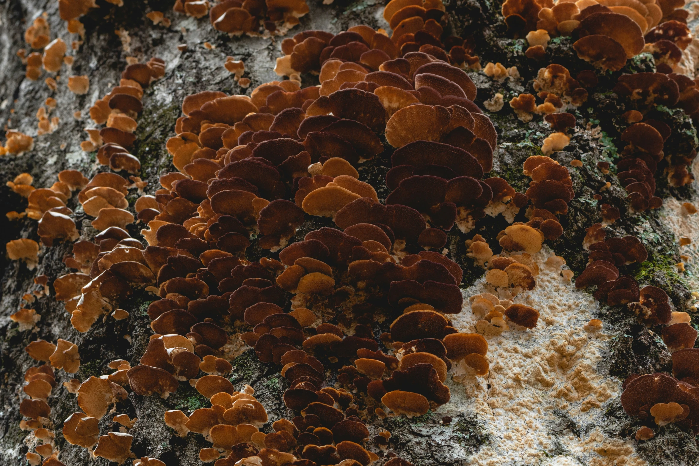 closeup s of yellow and brown fungus growing on a mossy surface