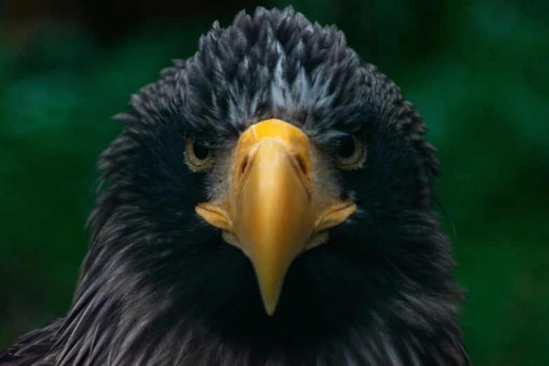 an eagle with an open beak looks into the distance