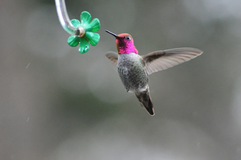 hummingbird in flight with flower shaped green stem