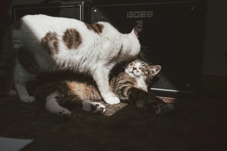 a cat and her kitten in a cage