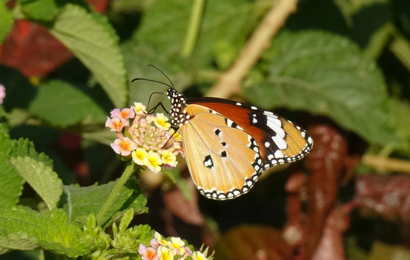 a erfly rests on the top of an orange flower