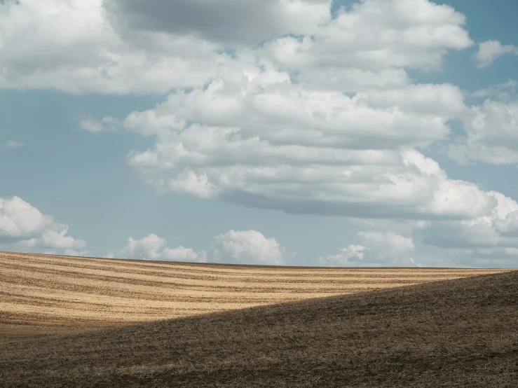 the large, grassy field under the blue sky has two animals in it