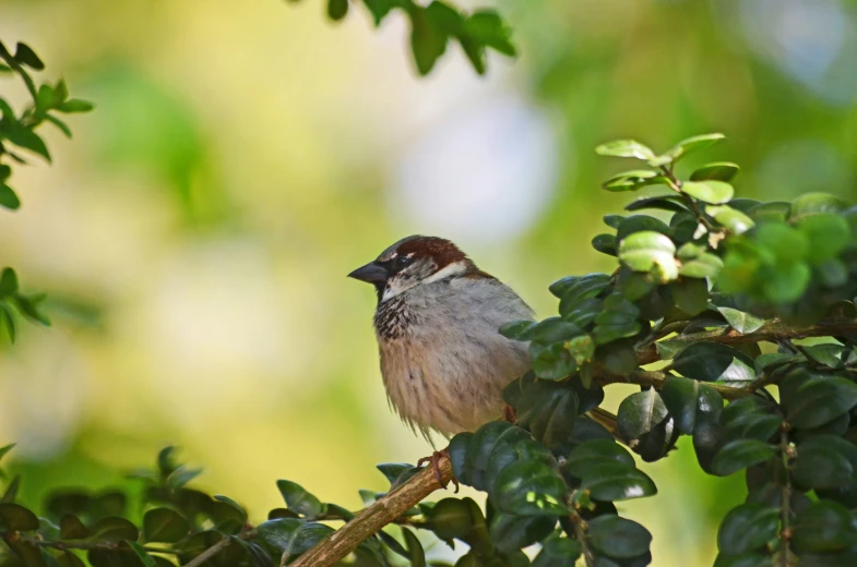 a small bird sitting on a tree nch