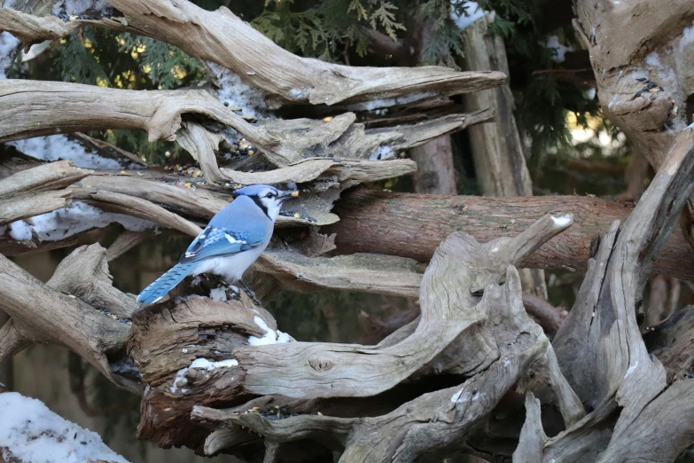 there is a bluebird sitting on top of a tree limb