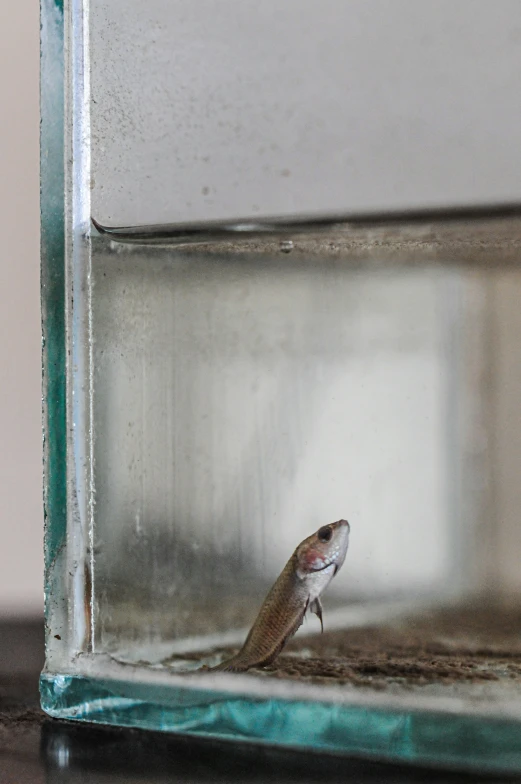 a small bird is standing on the glass