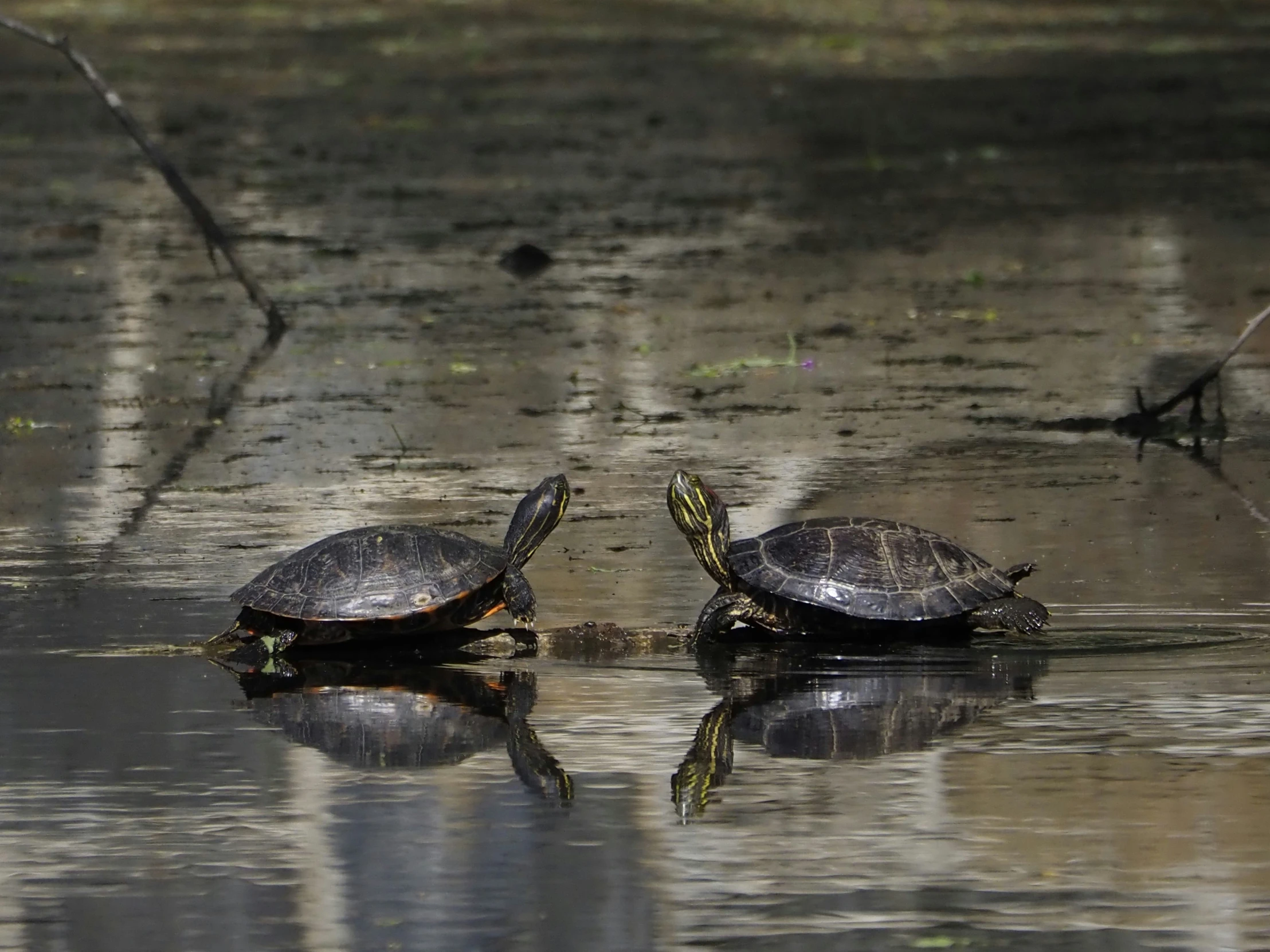 a couple of turtles sitting on top of a body of water