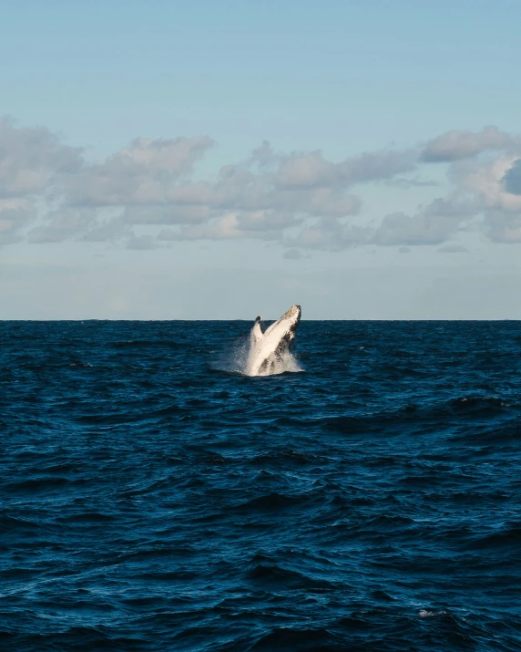 a whale jumps out of the water to catch some air