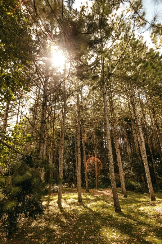 the sun is shining through the trees in the forest