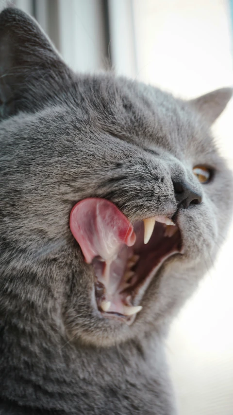 a gray cat with it's mouth wide open