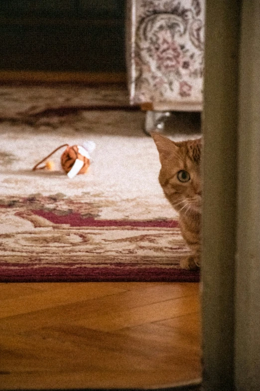 a cat looks at a mouse while another mouse watches