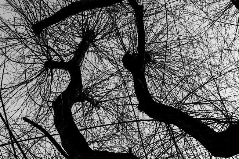 black and white pograph of tree nches
