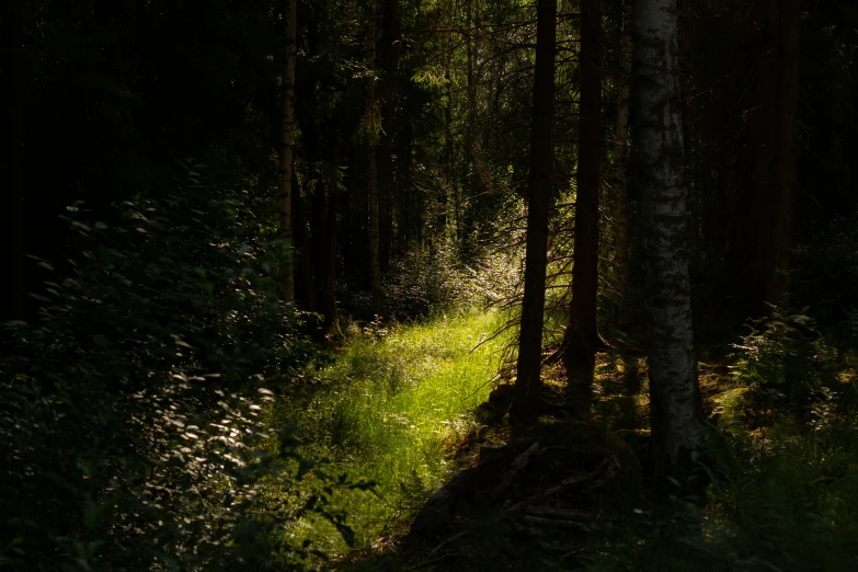 a trail goes through the forest next to tall trees