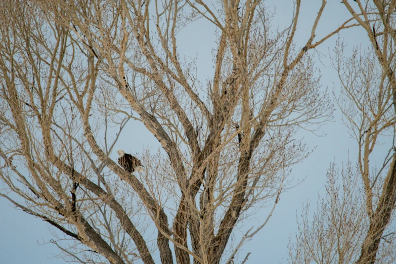 three crows are perched in the nches of trees