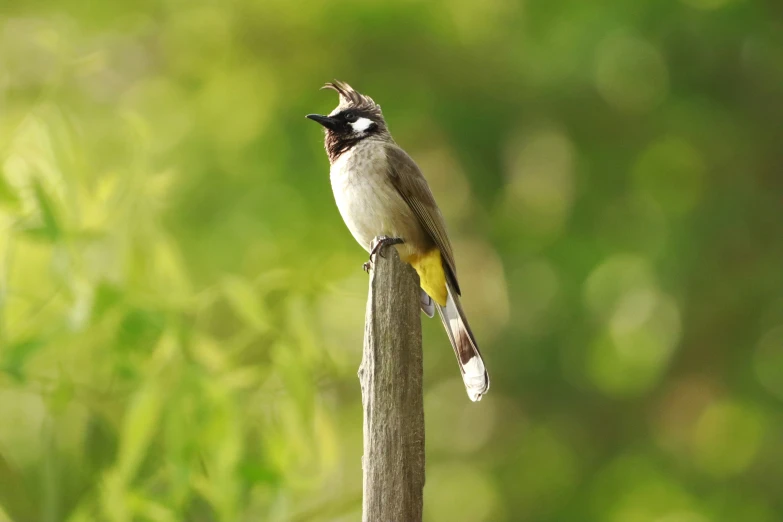 a bird is standing on top of a wooden pole