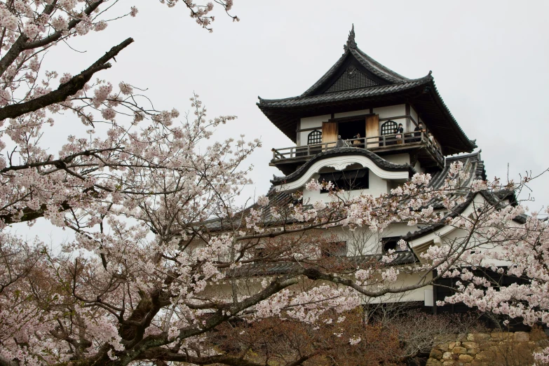 a pagoda in bloom with white blossoms on it