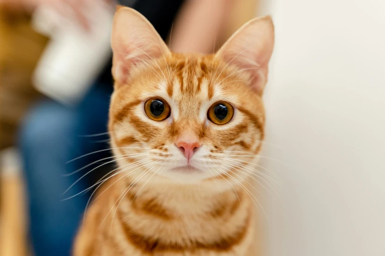 a striped cat is standing near a person