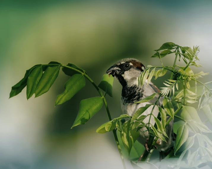 a small bird that is perched on some leaves